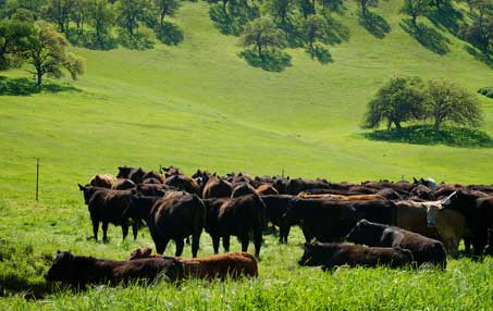 Lush mountainside. Rich green grass. Herd of Black Angus cattle.