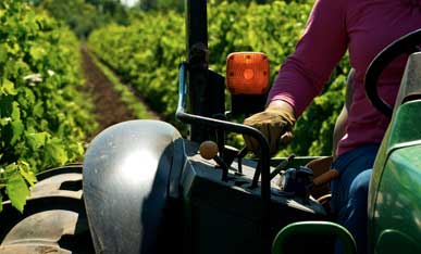 Tractor between rows in a vineyard.