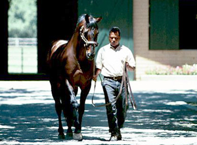 Racing horse being led by groom