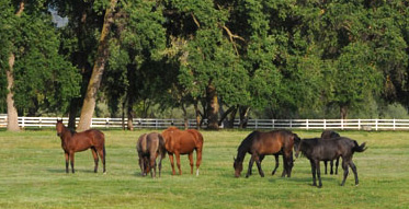 Lush green horse pasture with white fence in background, 6 horses in foreground