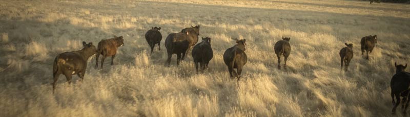 Bear Valley Ranch with Cattle