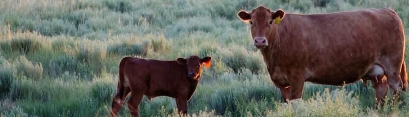 Calf with ear tag standing by mother cow in field