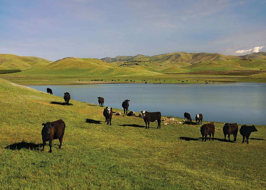 Cattle on pasturelands with fresh water lake and green rolling hills