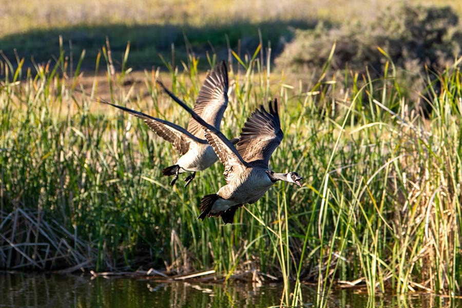 Waterfoul preparing to land on pond