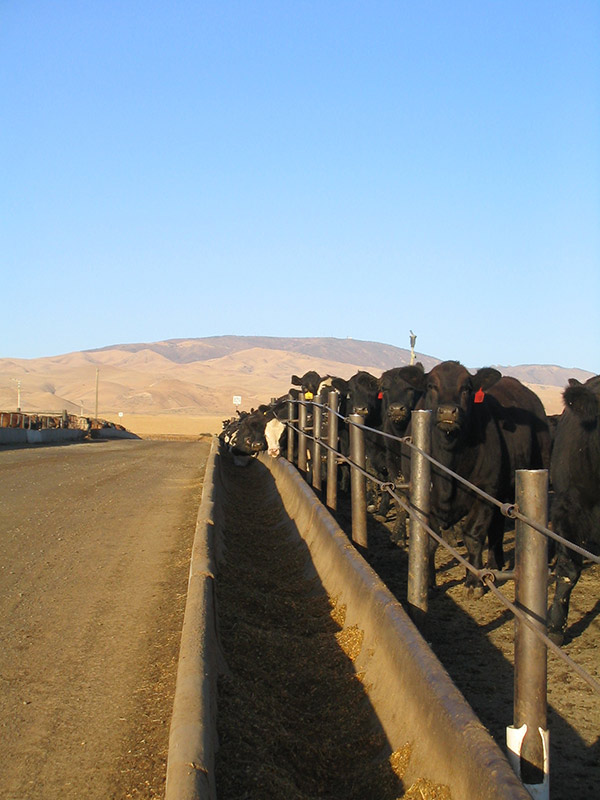 Feed lot with Black Angus cattle