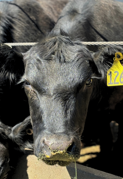 New Cow Image New Cow Image